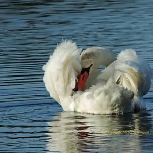 Mute Swan