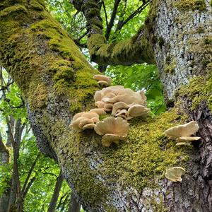 Oyster Mushroom