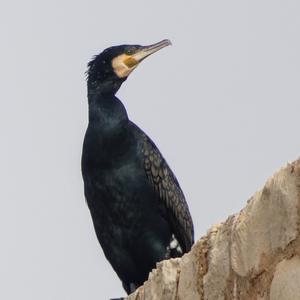 Kormoran