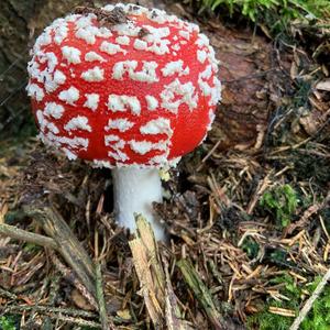 Fly Agaric