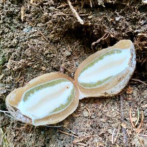 Stinkhorn, Common