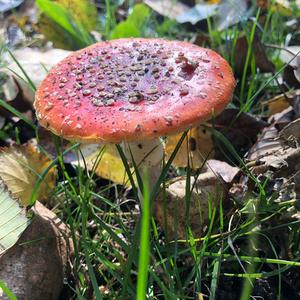 Fly Agaric