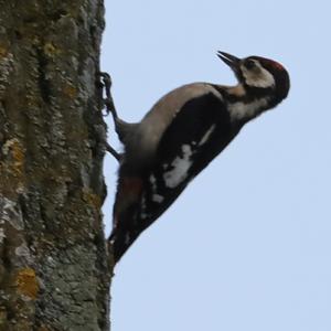 Great Spotted Woodpecker