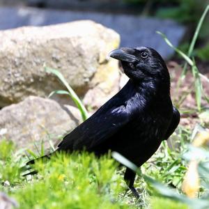 Carrion Crow