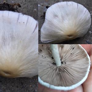 Psathyrella, Common