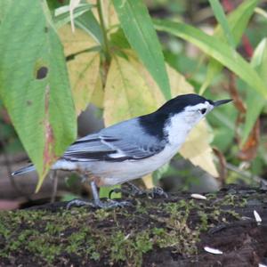 White-breasted Nuthatch