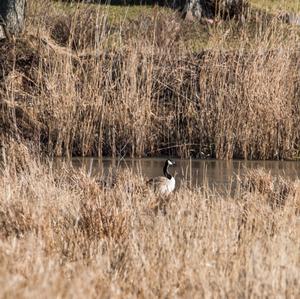 Canada Goose