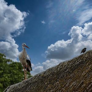 White Stork