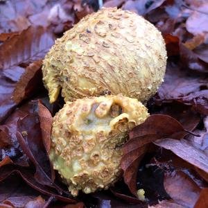 Pigskin Poison Puffball