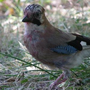 Eurasian Jay