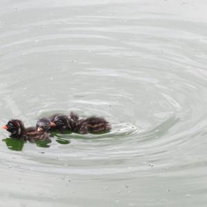 Little Grebe