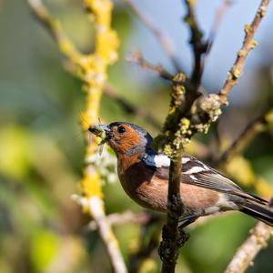 Eurasian Chaffinch