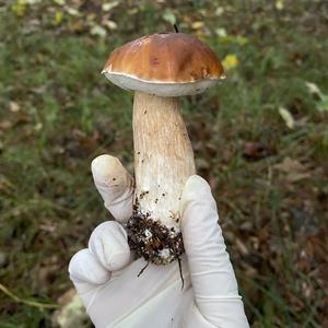 King Bolete