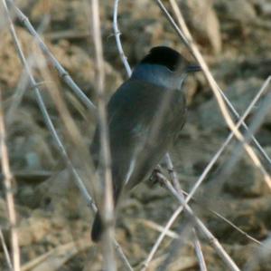 Blackcap