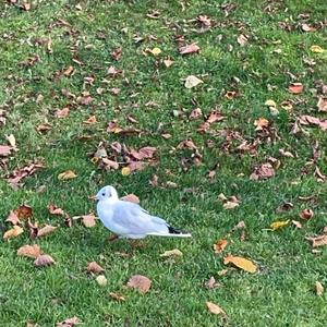 Black-headed Gull