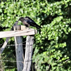 Carrion Crow