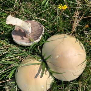 Horse Mushroom