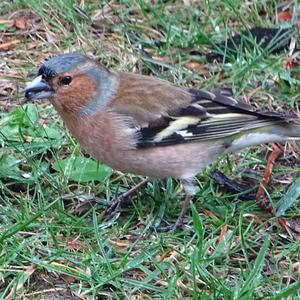 Eurasian Chaffinch