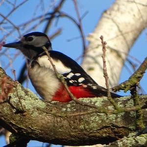 Great Spotted Woodpecker