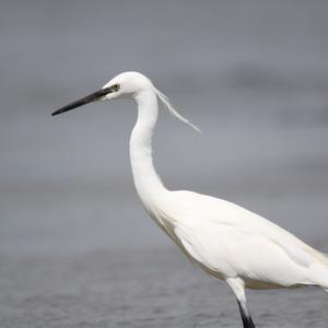 Little Egret