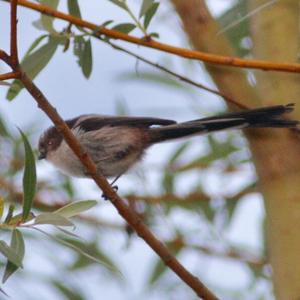 Long-tailed Tit