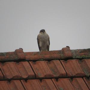 Eurasian Sparrowhawk