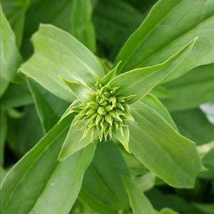 Soapwort (Common)