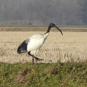 African Sacred Ibis