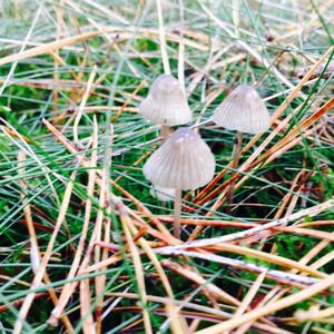 Non-inky Coprinus