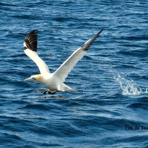 Northern Gannet