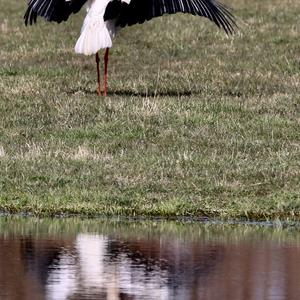 White Stork