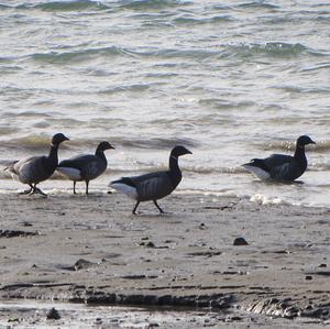 Brent Goose