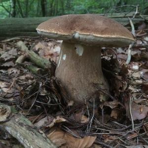 Summer Bolete