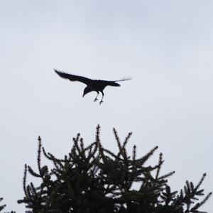 Hooded Crow