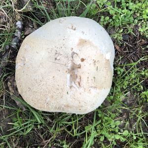 Giant Puffball