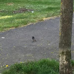 Black Redstart