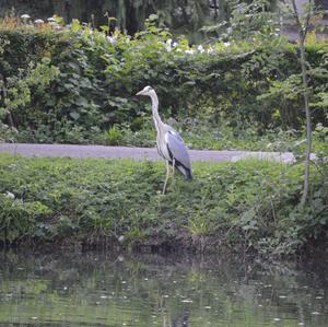 Grey Heron