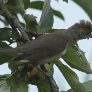 Blackcap