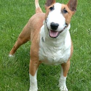 Bullterrier