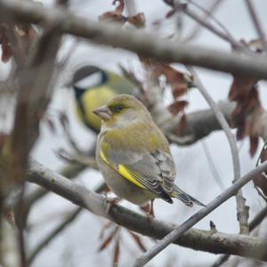 European Greenfinch