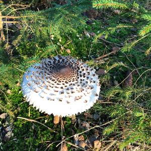 Parasol Mushroom