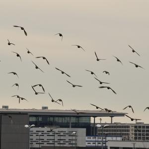 Common Starling