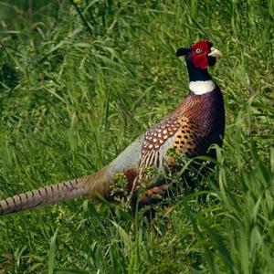 Common Pheasant