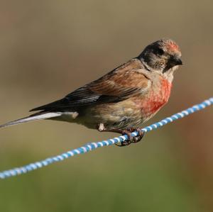 Eurasian Linnet