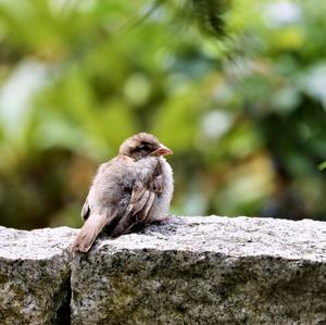 House Sparrow