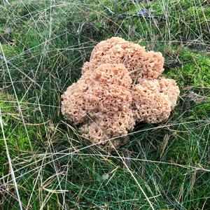 Eastern Cauliflower Mushroom