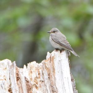 European Pied Flycatcher