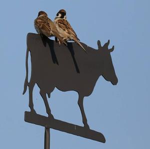 Eurasian Tree Sparrow