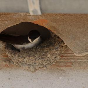 Northern House-martin