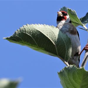 European Goldfinch